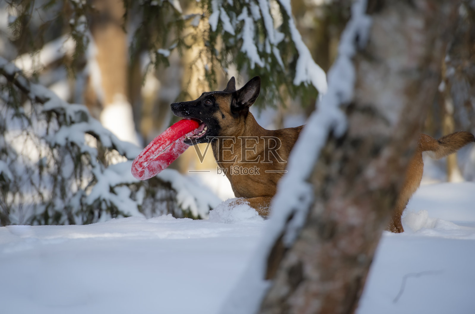 比利时牧羊犬玛利诺伊斯在冬季森林的雪地里玩玩具照片摄影图片