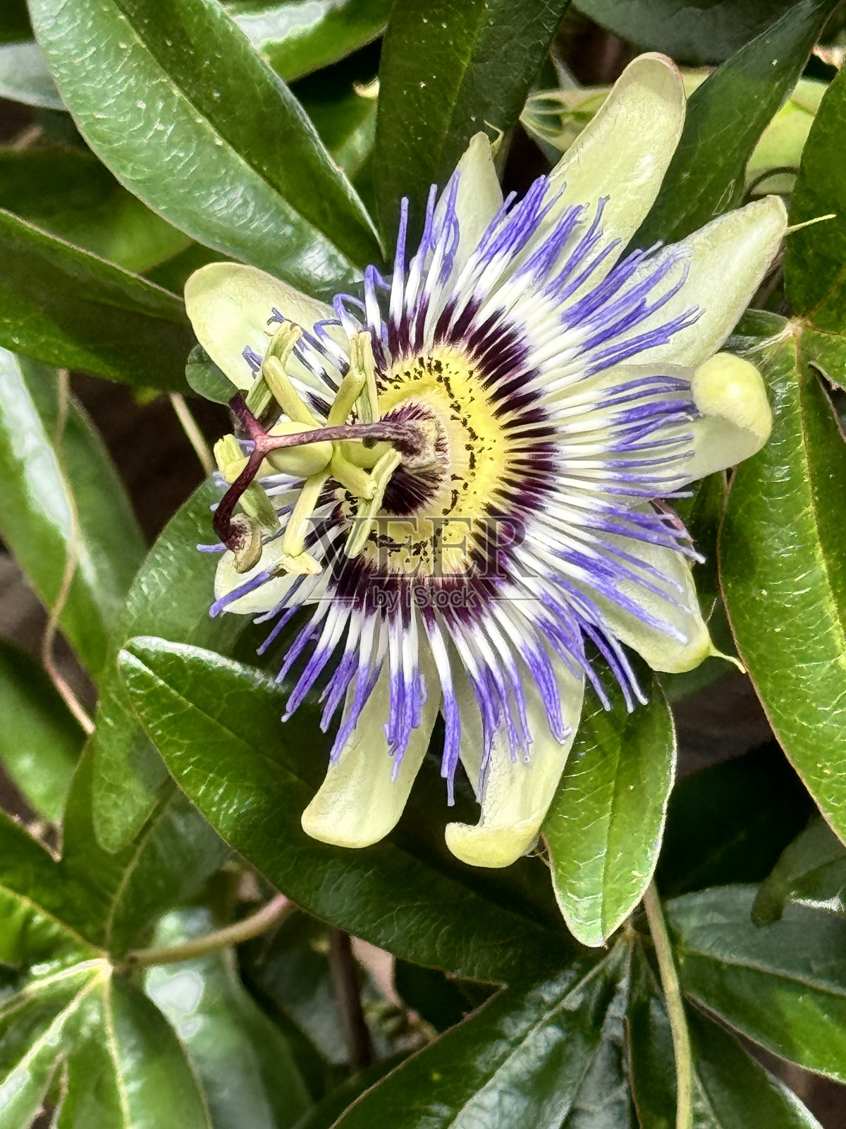 西番莲特写照片摄影图片