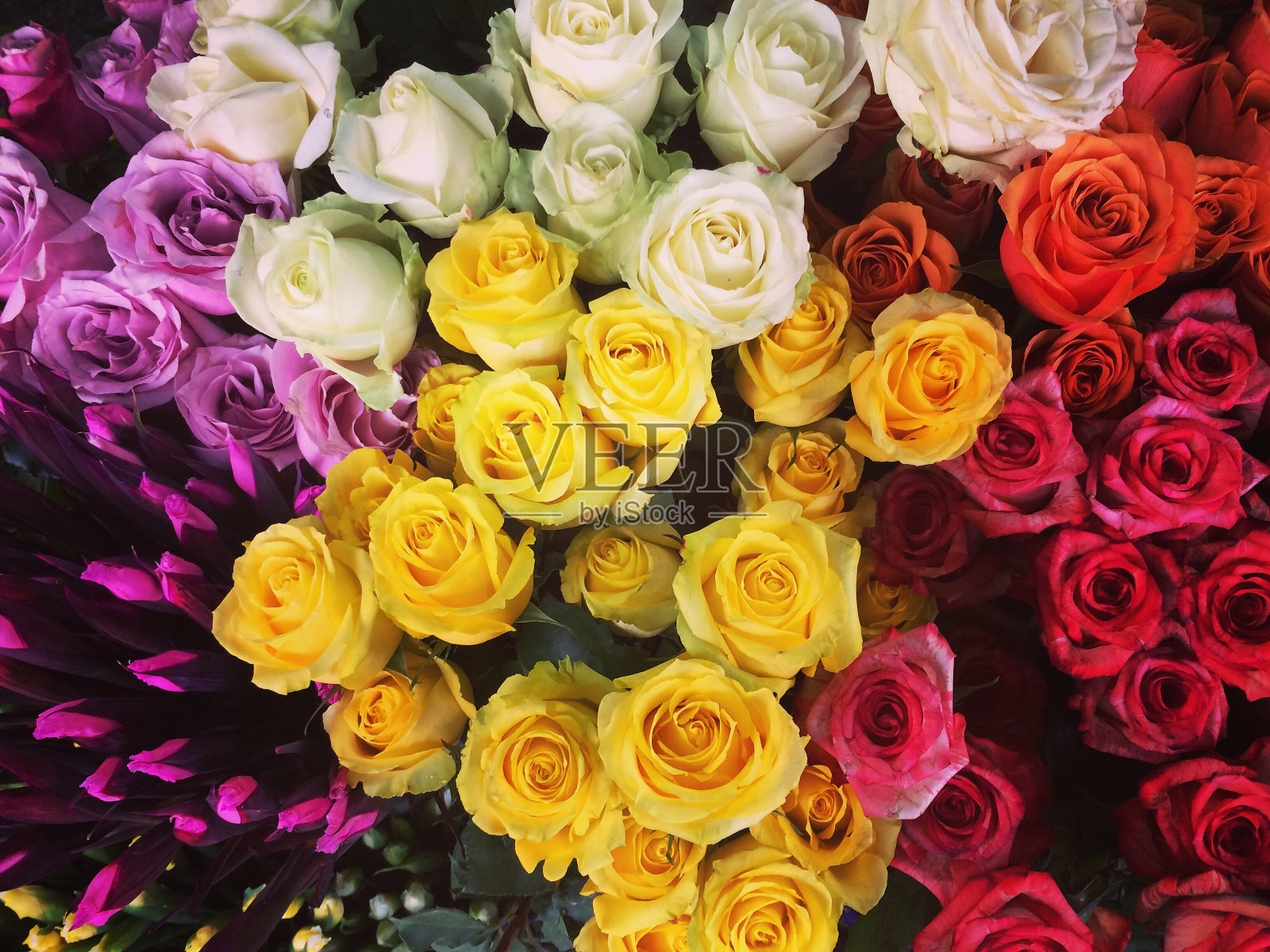 多色花的全画幅镜头照片摄影图片