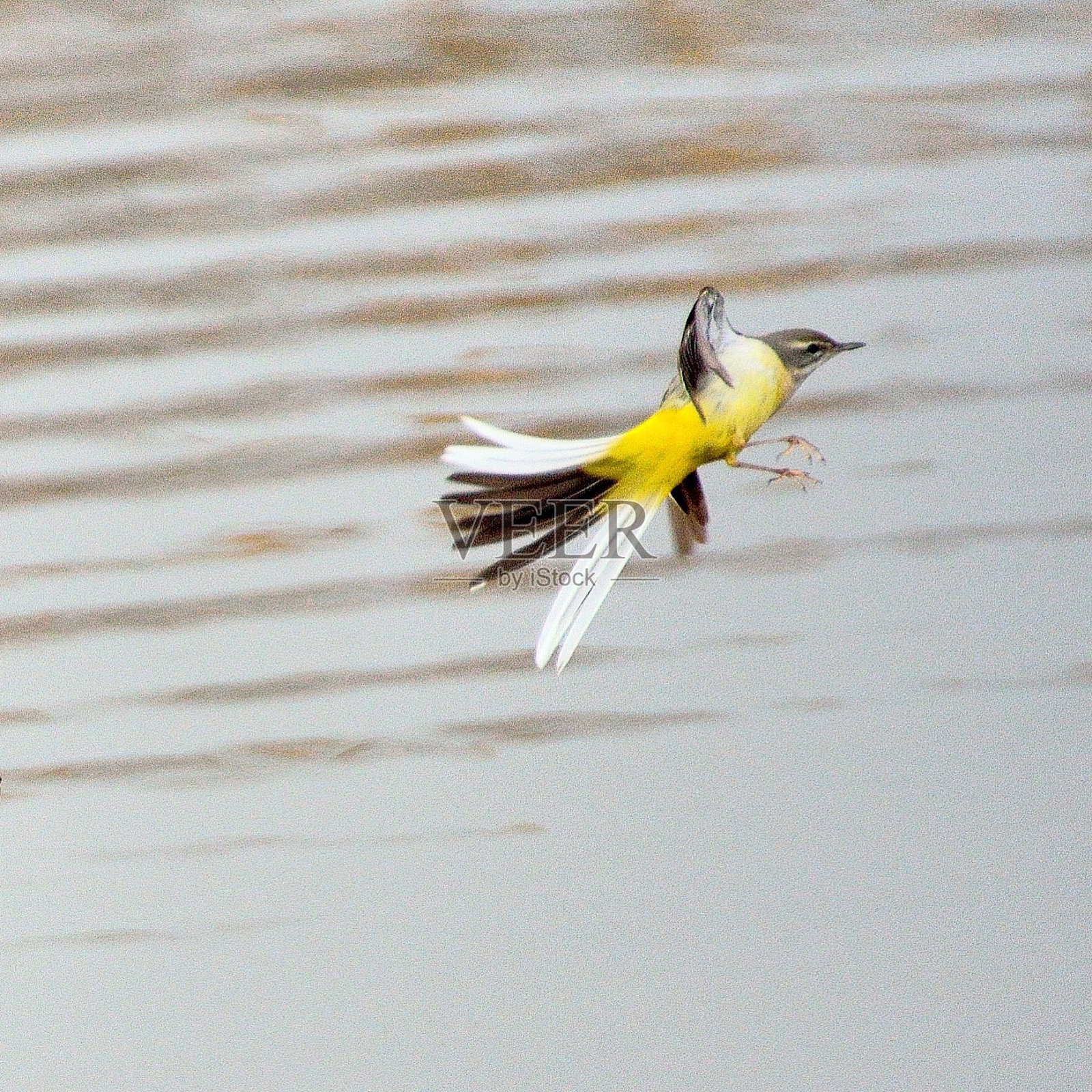 灰鹡鸰飞过湖面照片摄影图片