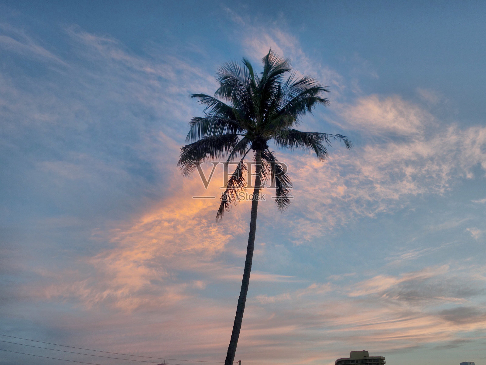 低角度的剪影棕榈树对天空的看法照片摄影图片