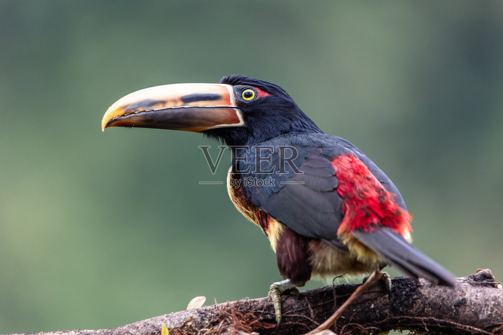 厄瓜多尔Mindo丛林中的火嘴巨嘴鸟(pteroglosus frantzii)照片摄影图片