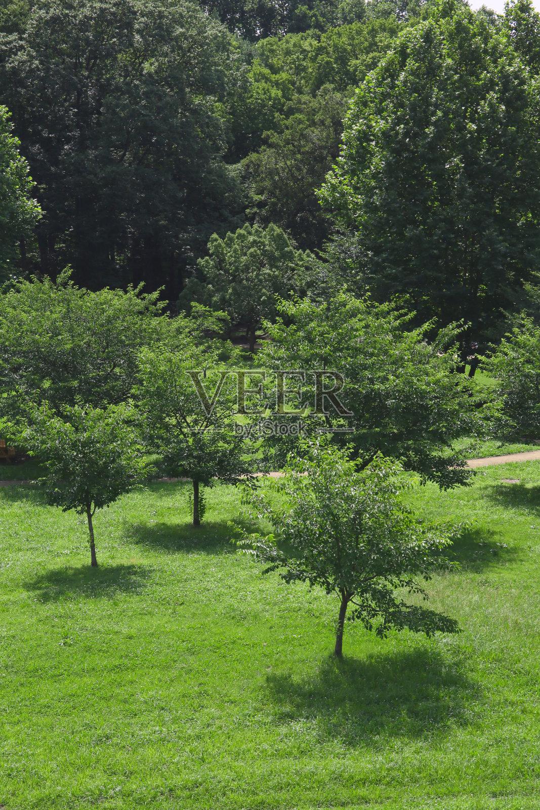 夏天有很多树的城市公园照片摄影图片