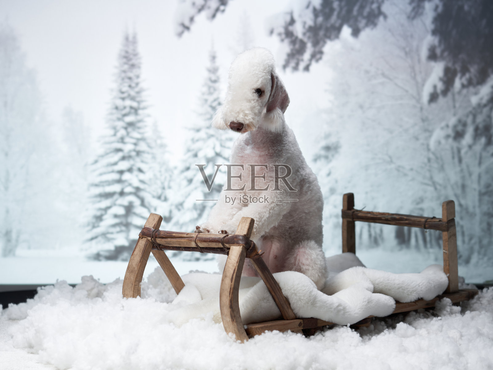 冬季雪橇上的贝德灵顿梗犬照片摄影图片