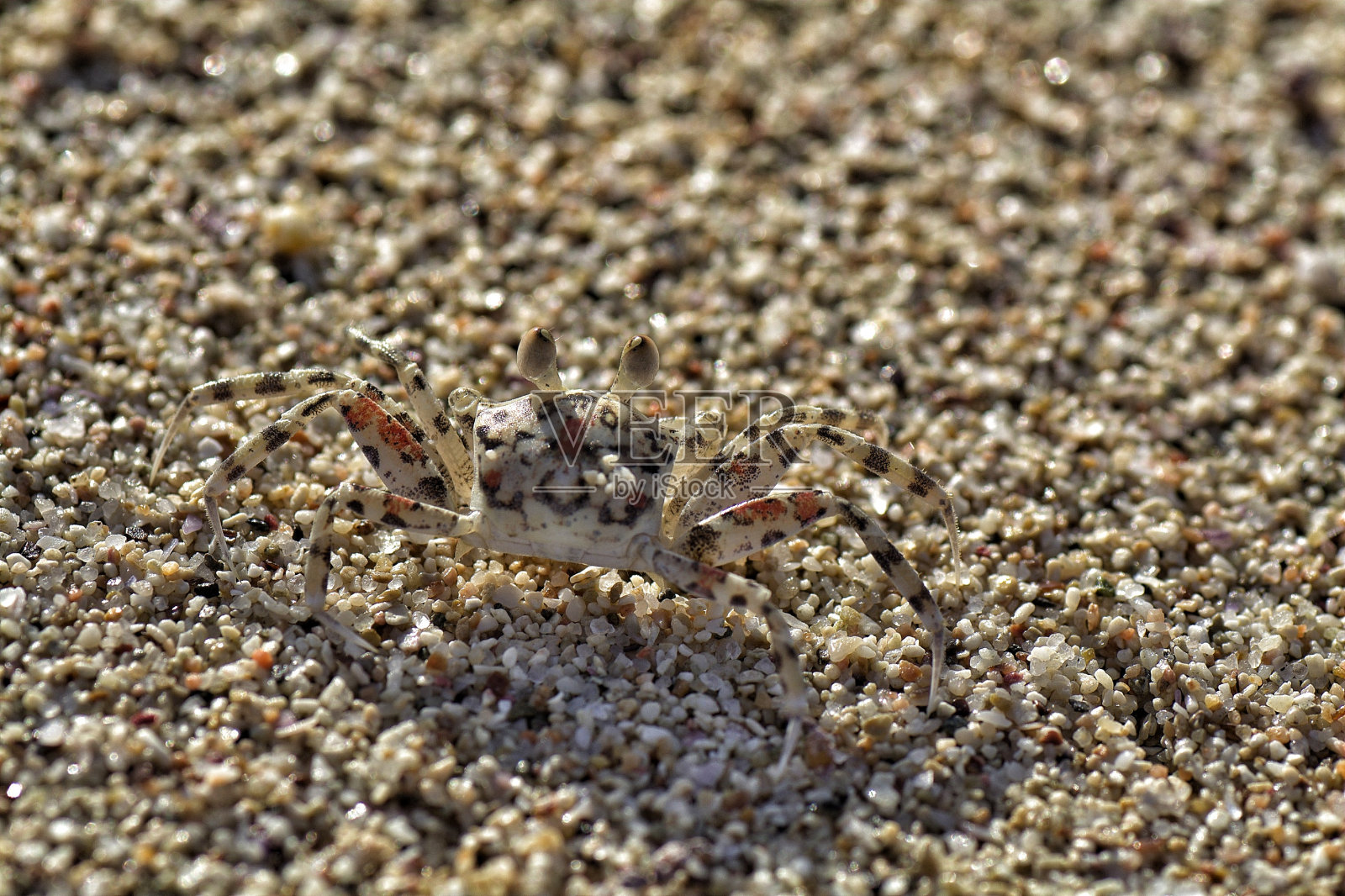 沙滩上的螃蟹特写照片摄影图片
