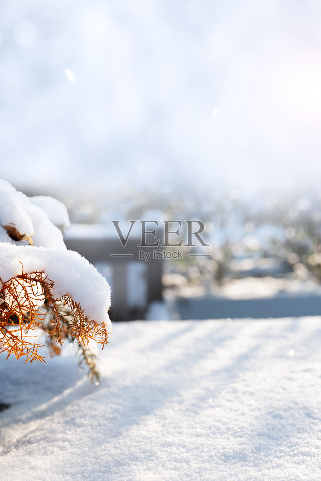 被雪覆盖的树枝照片摄影图片