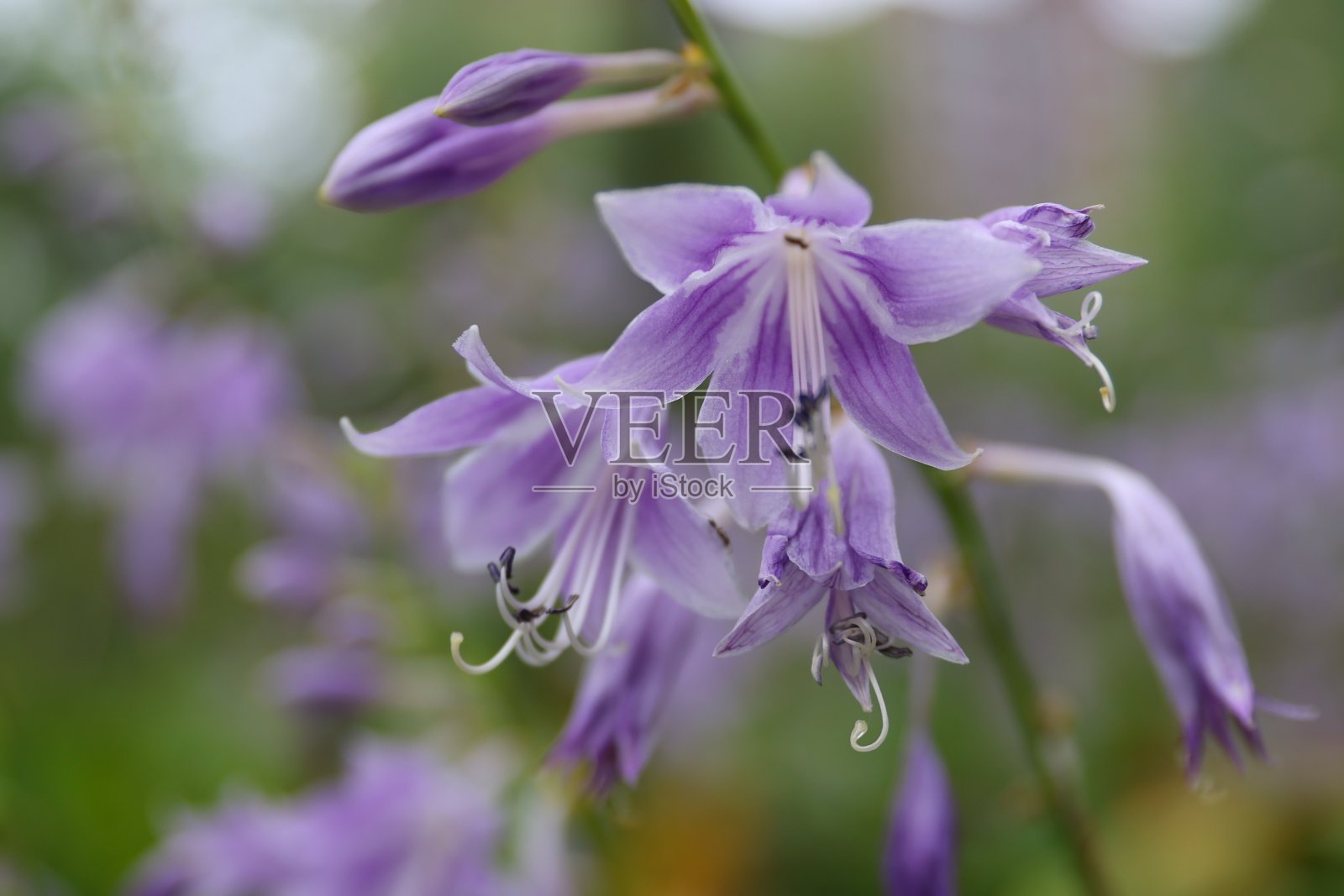紫色牵牛花，金盏花Stearn照片摄影图片