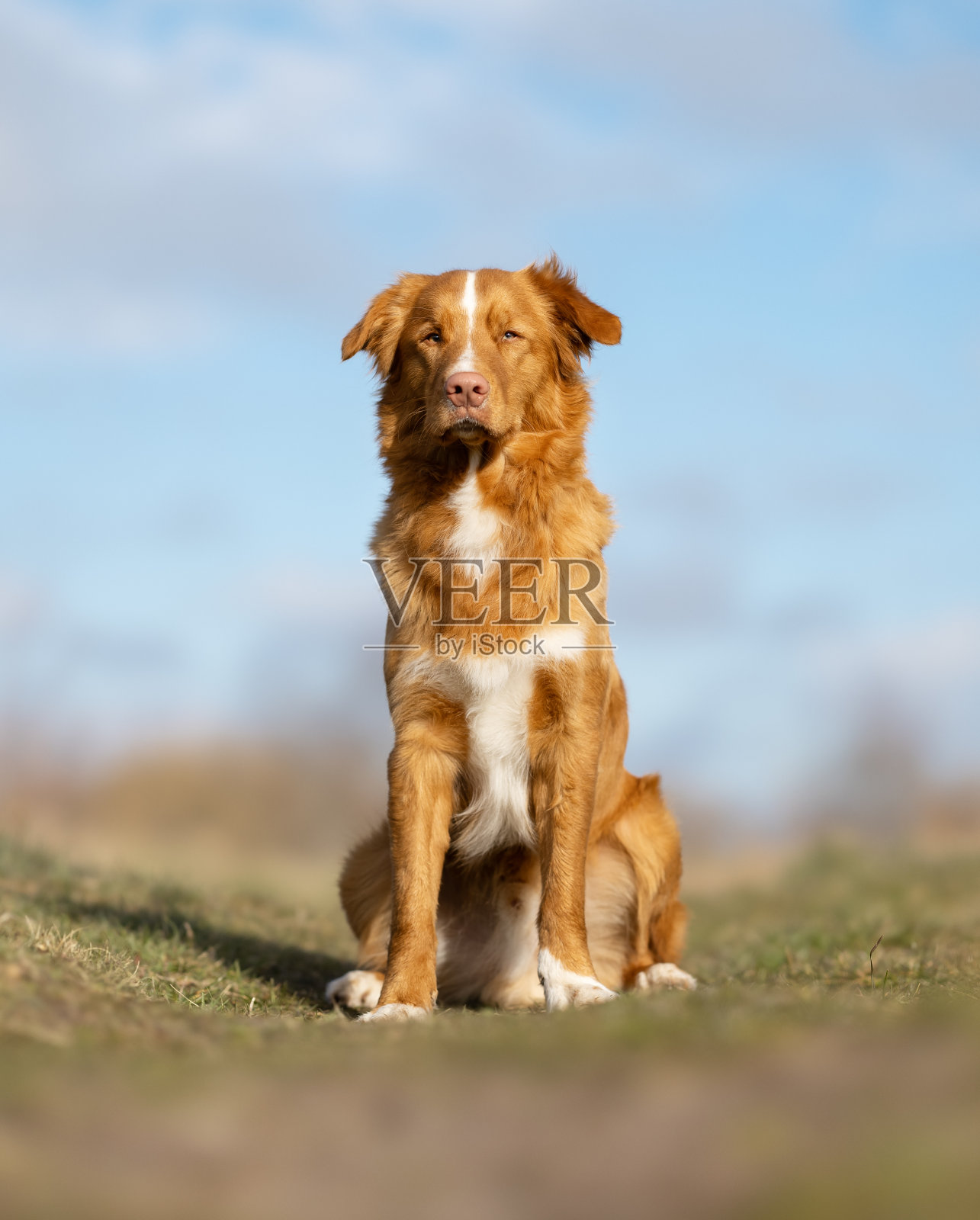 漂亮的狗照片摄影图片