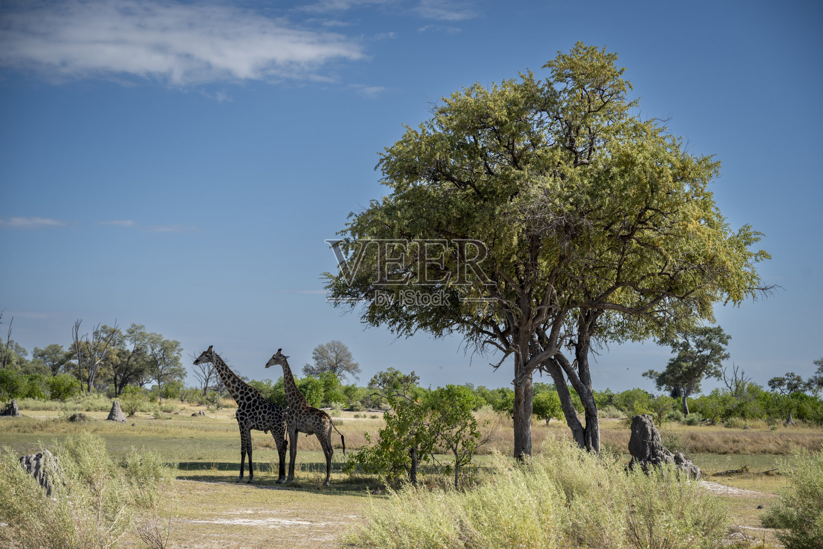 莫雷米的非洲景观，博茨瓦纳的奥卡万戈三角洲，撒哈拉以南非洲，顶级狩猎目的地照片摄影图片