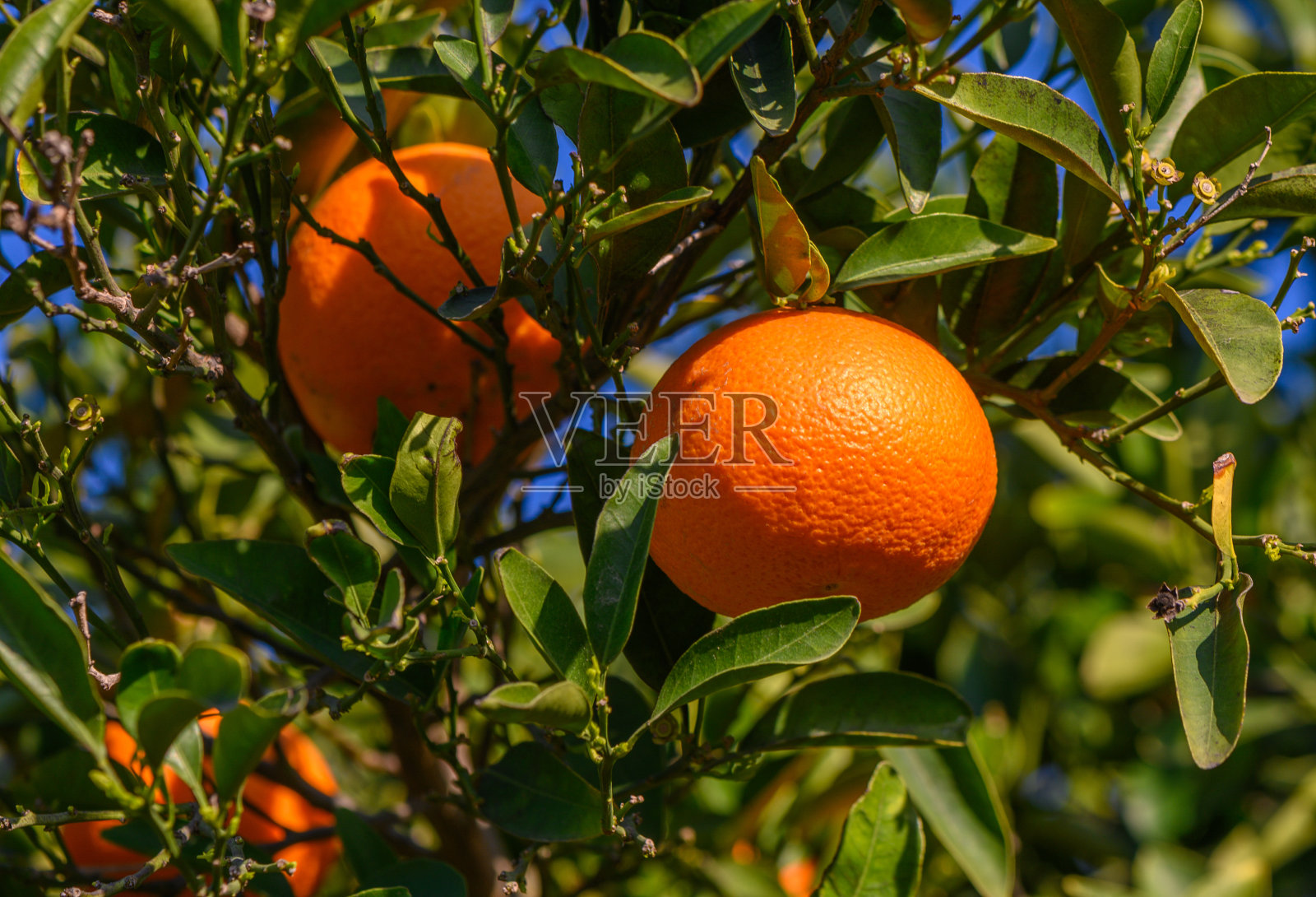 花园里的一棵橘子树上长着许多橘子照片摄影图片
