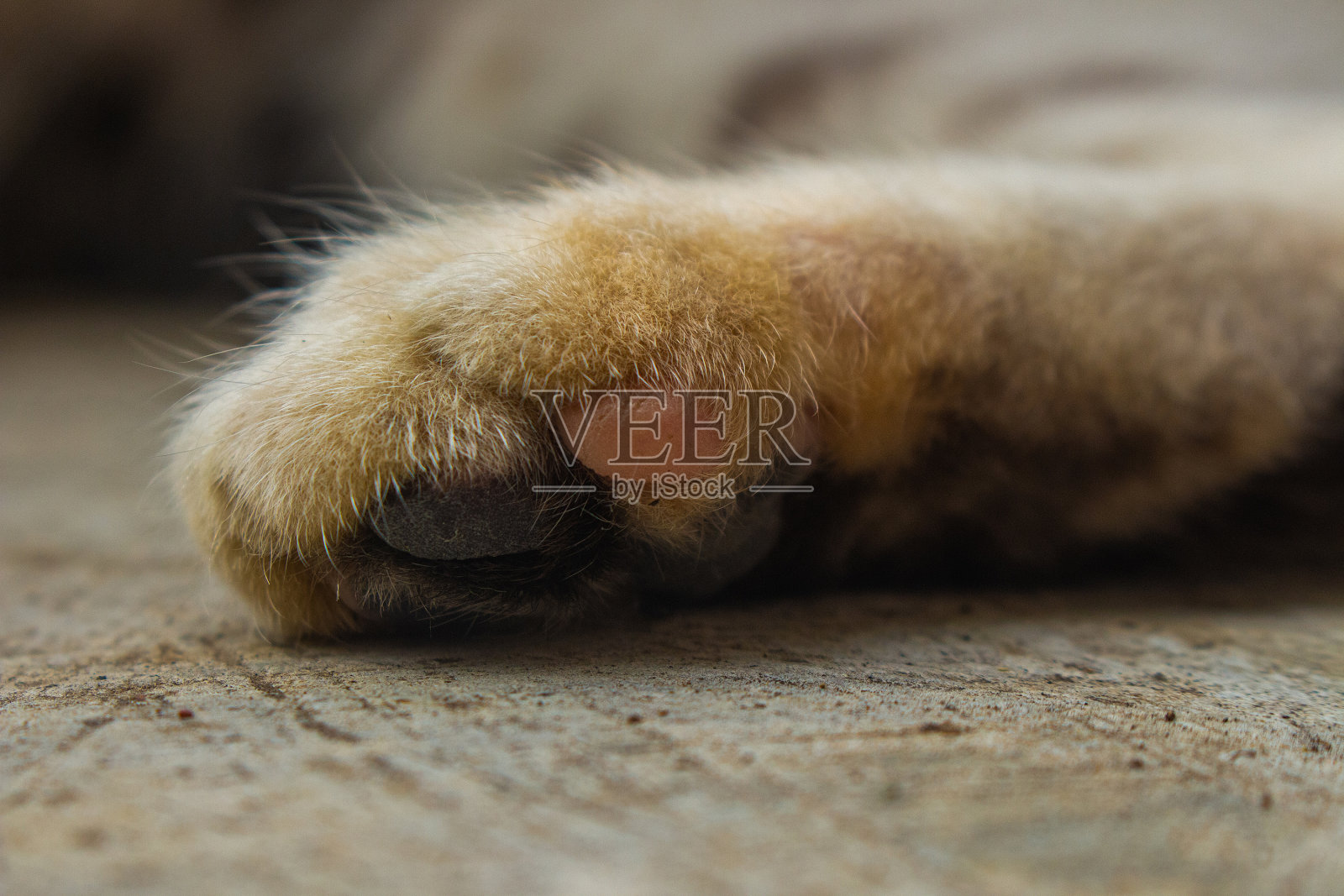 纹理表面上棕色猫爪的特写照片摄影图片