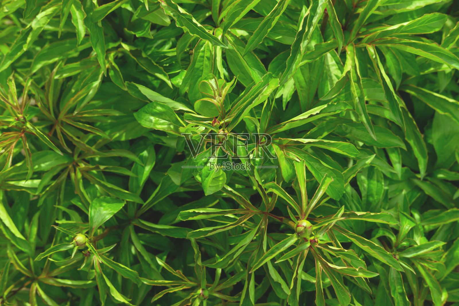 绿色牡丹花丛纹理平坦。照片摄影图片