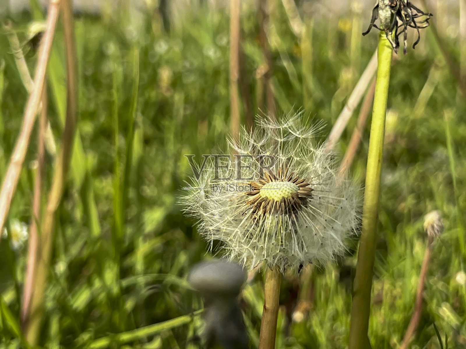 绿色环境中的蒲公英特写照片摄影图片