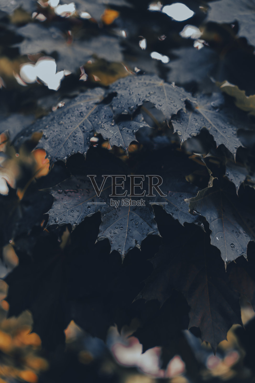 森林里潮湿的深绿色树叶的特写照片摄影图片