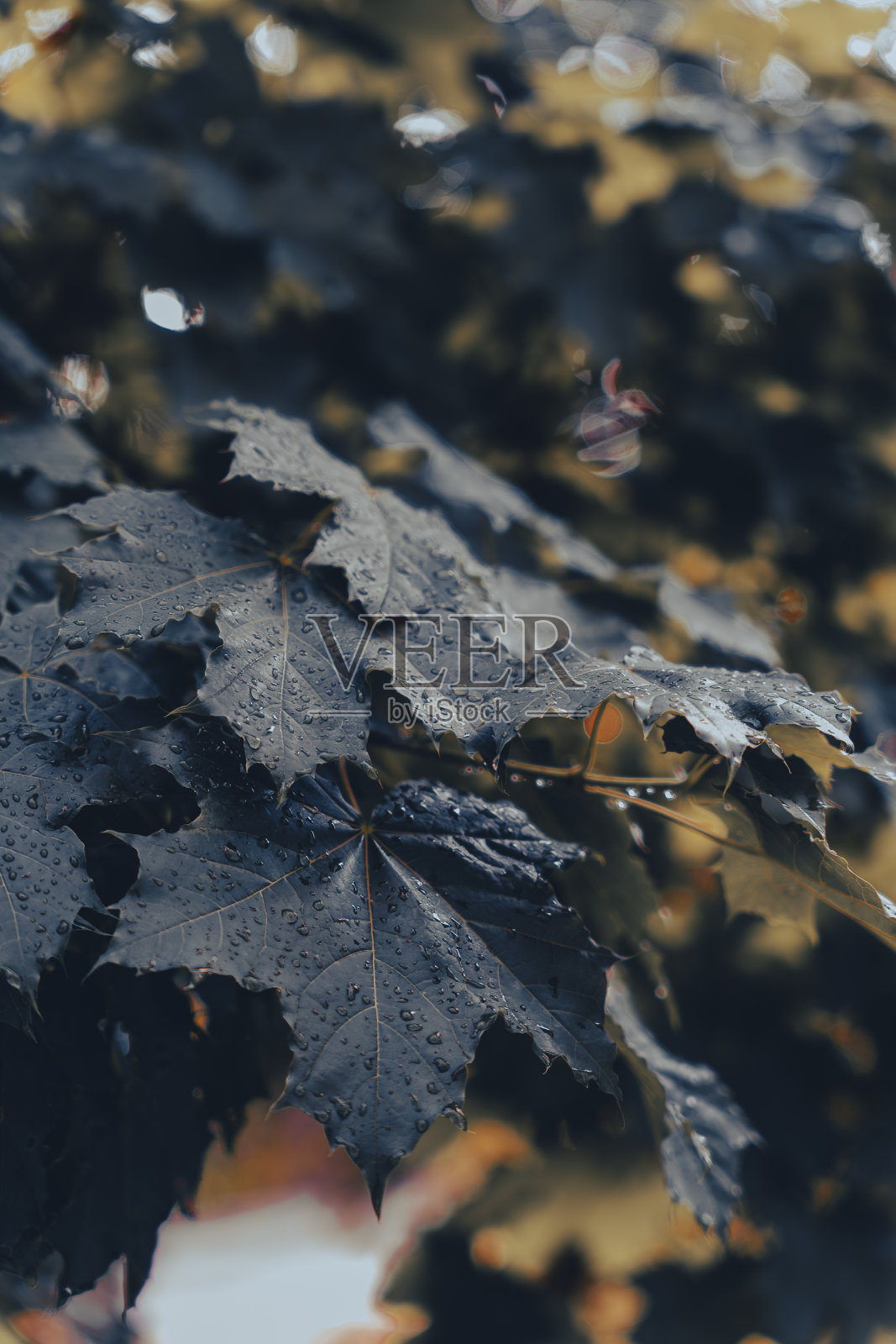 森林里潮湿的深绿色树叶的特写照片摄影图片