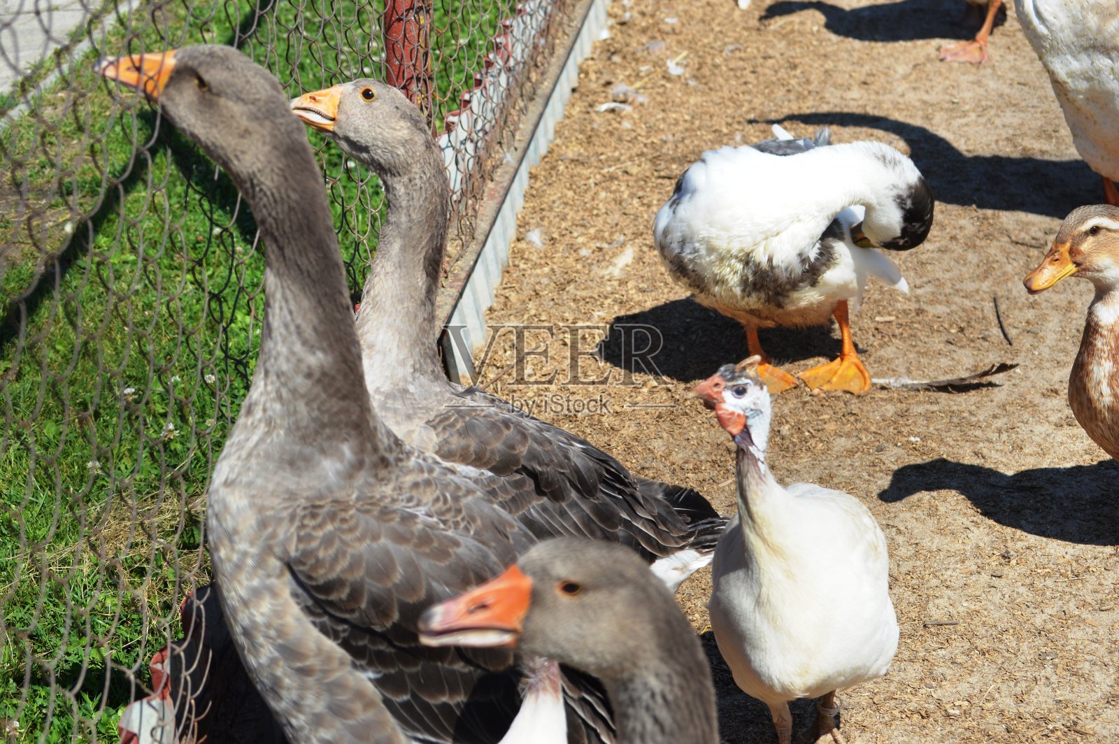 一群鹅照片摄影图片
