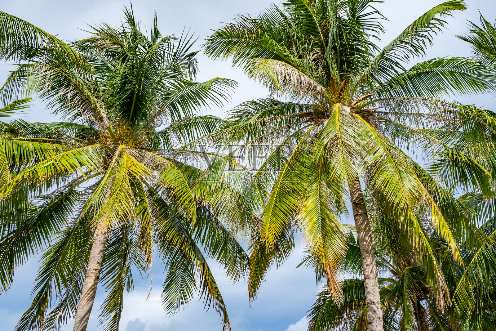 热带棕榈树的底部视图树叶在蓝天背景的自然异国情调的相框椰树的树枝上的叶子对蓝天在阳光明媚的夏天泰国普吉岛照片摄影图片