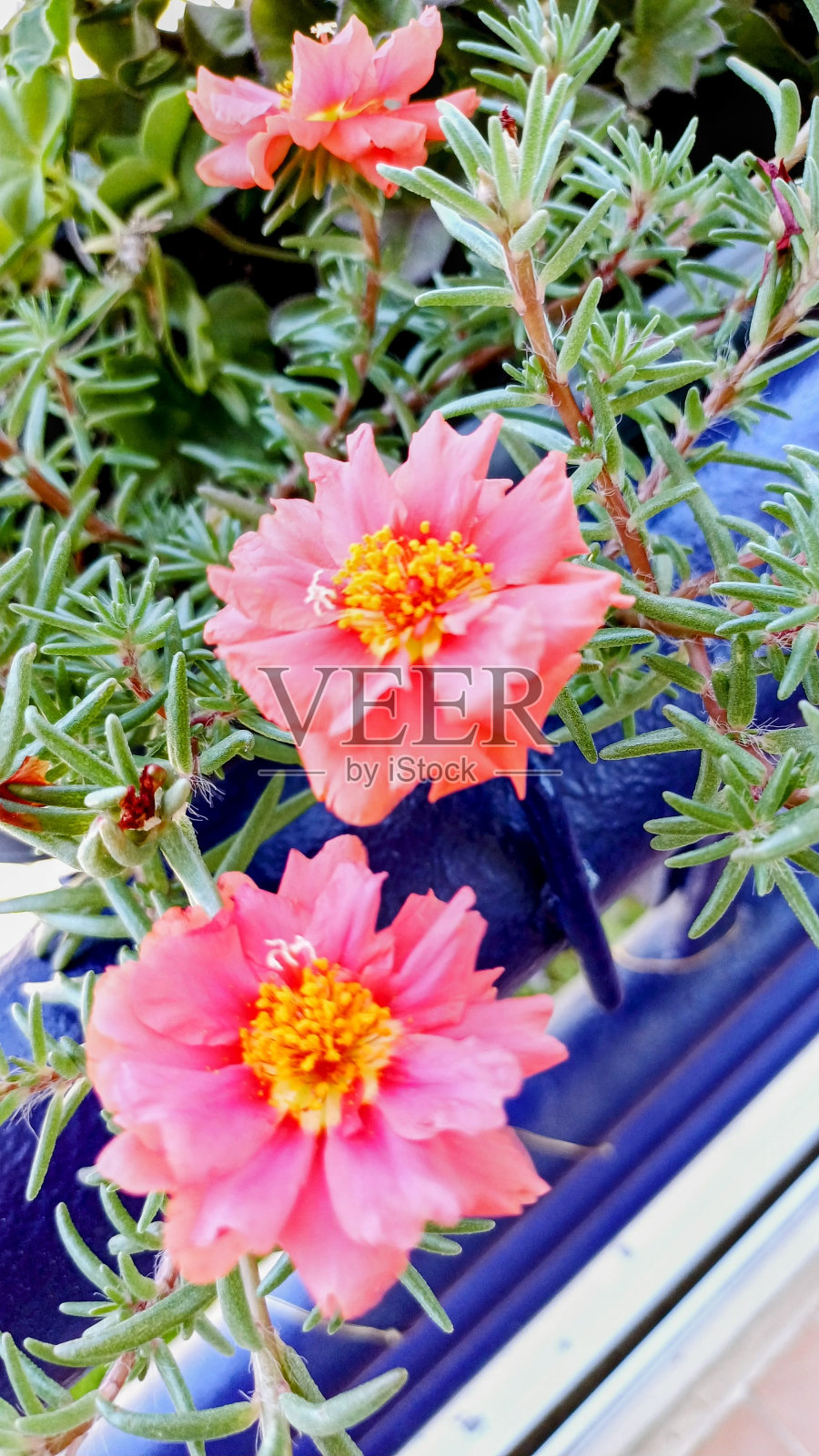 盆里的粉色花朵照片摄影图片