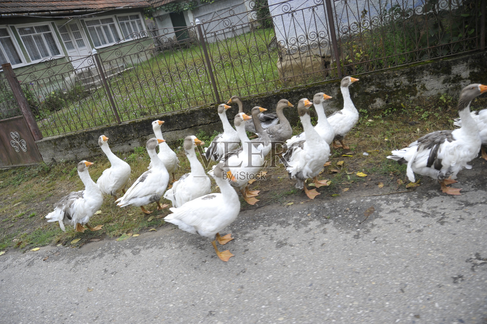 雁鸟大部分生活在水里照片摄影图片