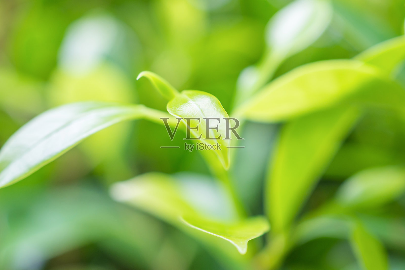 自然植物绿叶在花园与散景背景照片摄影图片