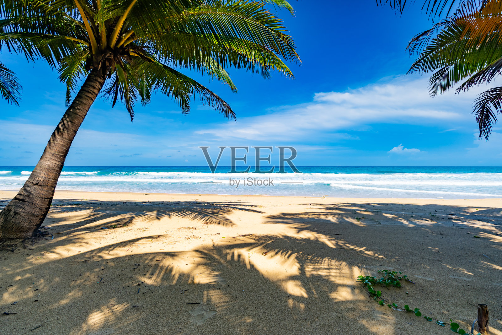 白色沙滩上椰子树的夏季背景景观自然景观泰国普吉岛浪漫的海洋海湾，湛蓝的海水和清澈的蓝天。照片摄影图片