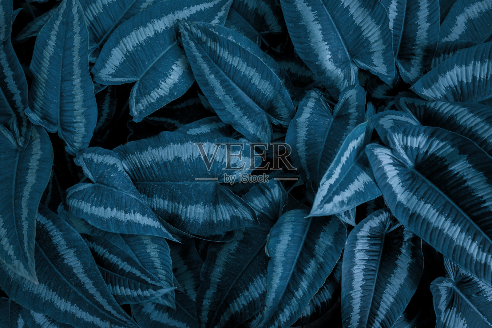 抽象绿叶纹理，自然背景，热带树叶照片摄影图片