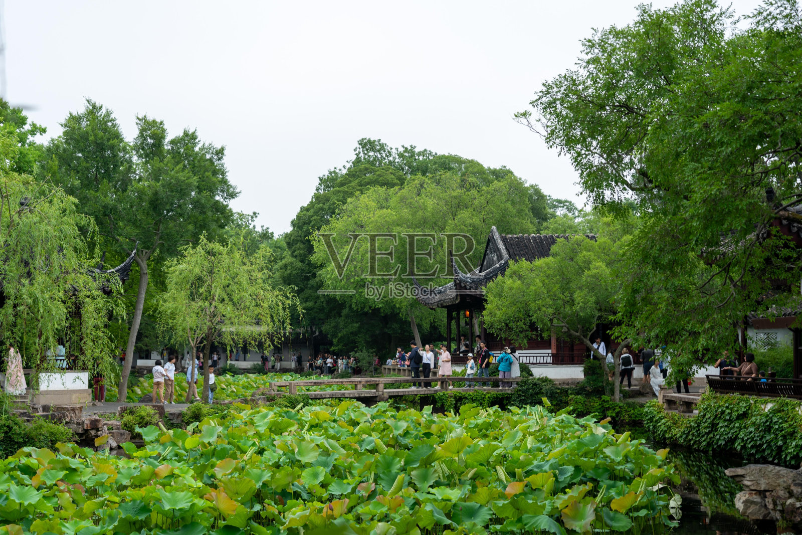 在苏州拙政园,一个充满睡莲花瓣的宁静池塘,周围是郁郁葱葱的绿色植物和传统的中国建筑。照片摄影图片