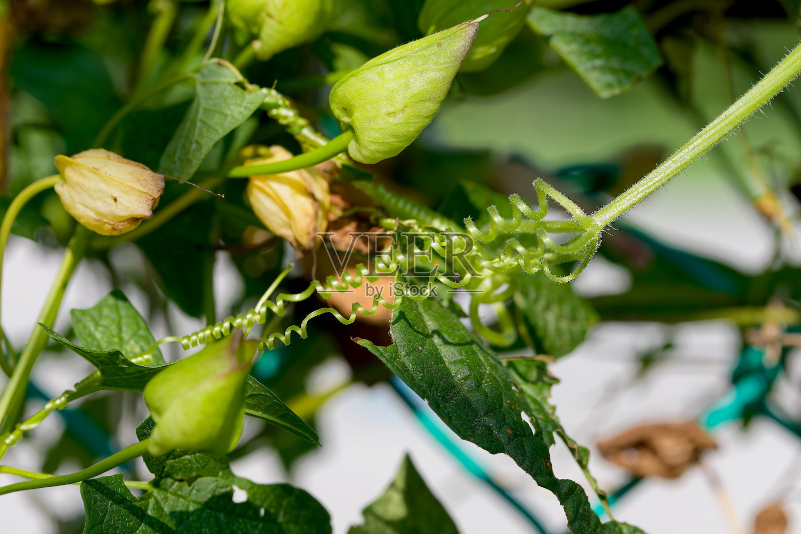摧残奸污着牵牛。照片摄影图片