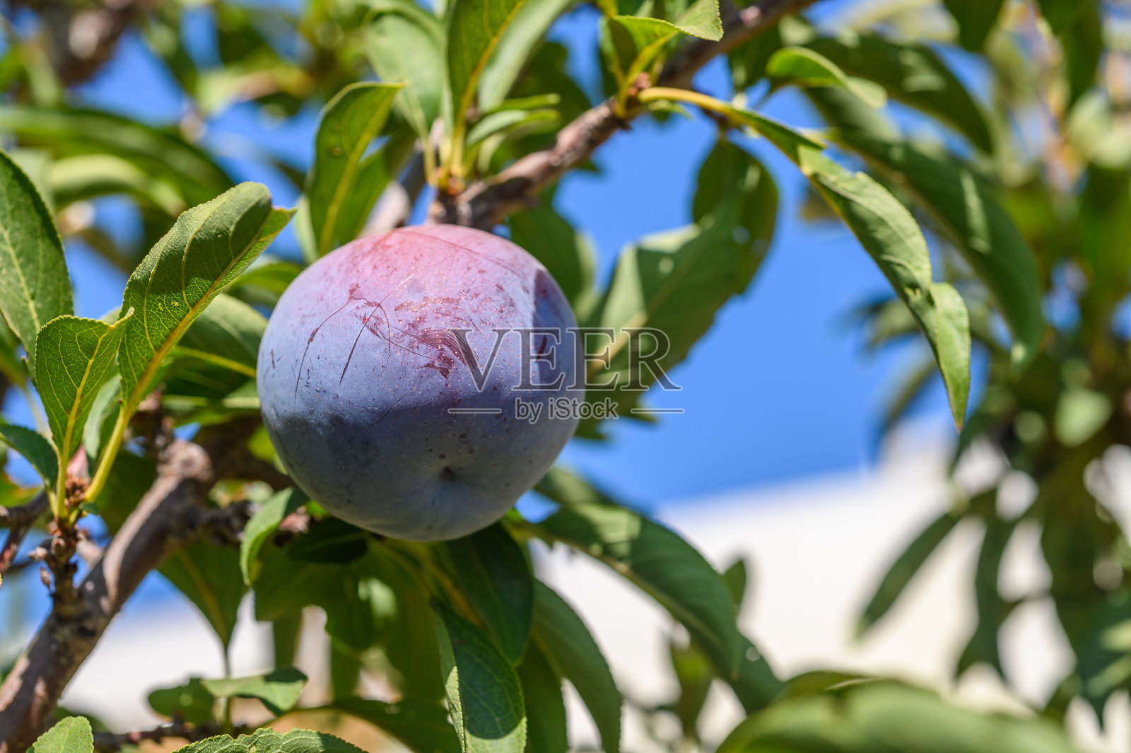 李子树枝上成熟的黑李子照片摄影图片