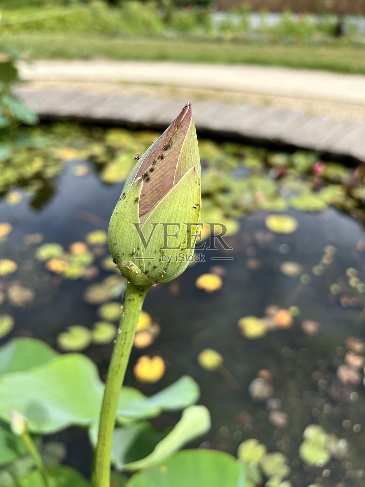池塘里的荷花花蕾，绿色的荷叶上有小死虫。照片摄影图片