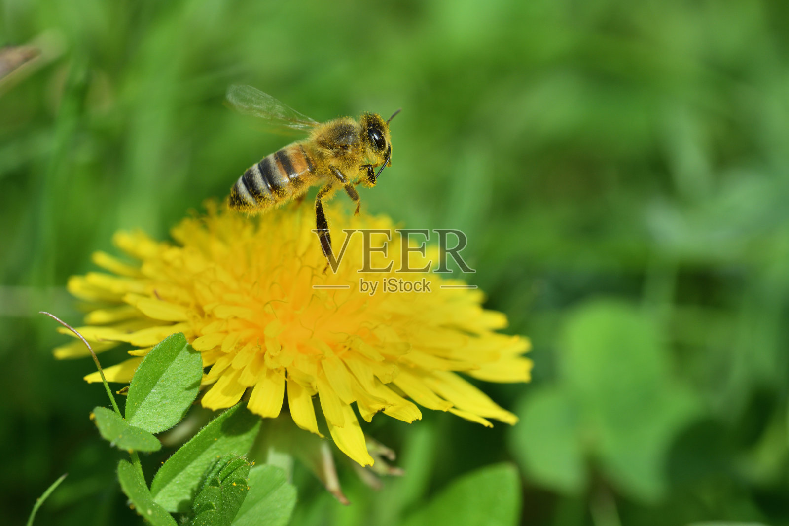 蜜蜂为盛开的蒲公英花授粉的微距摄影照片摄影图片