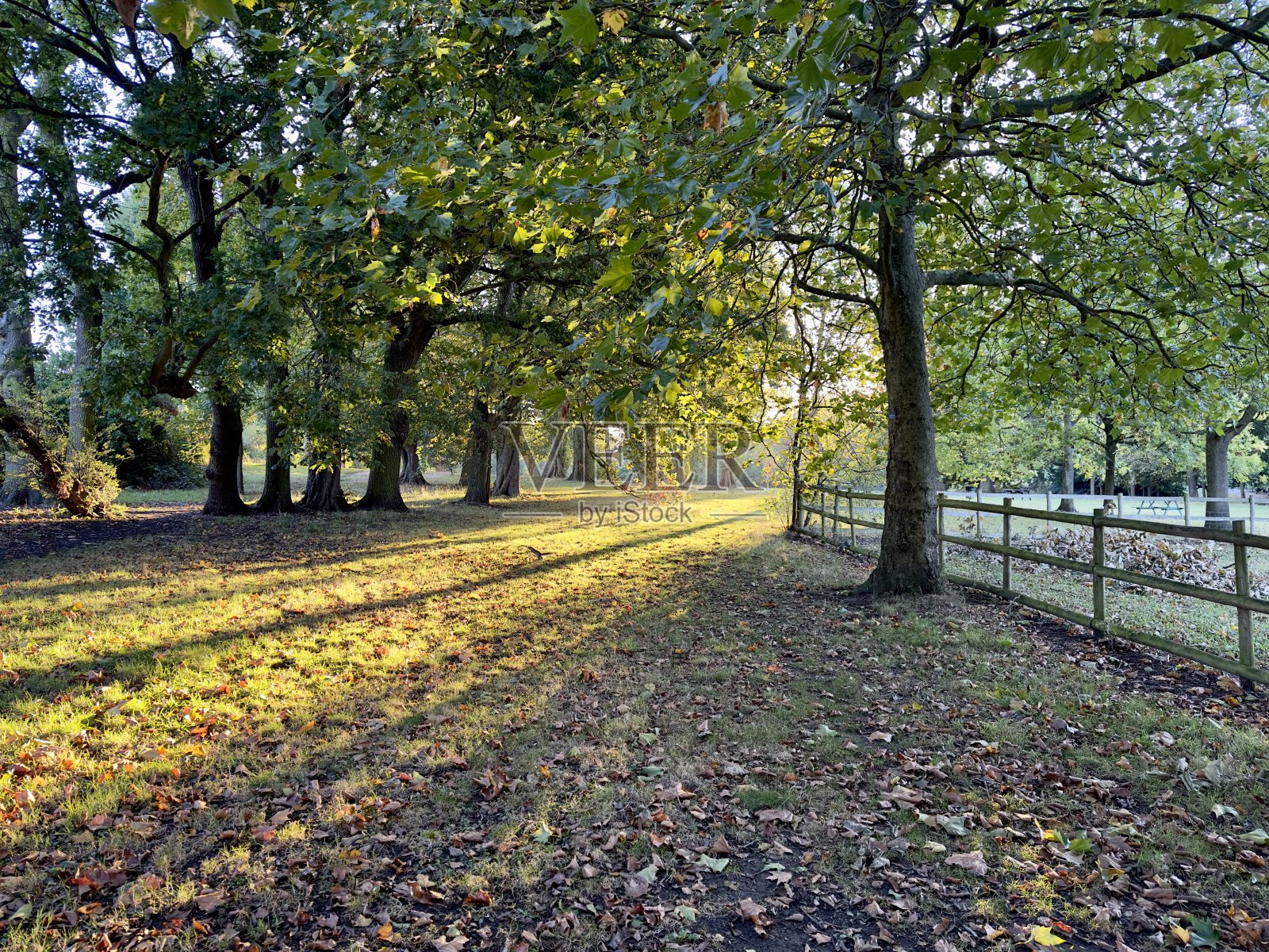 在一个明媚的秋日，清晨的阳光洒在梅多斯湖的地面上，比勒里塞，英国。照片摄影图片