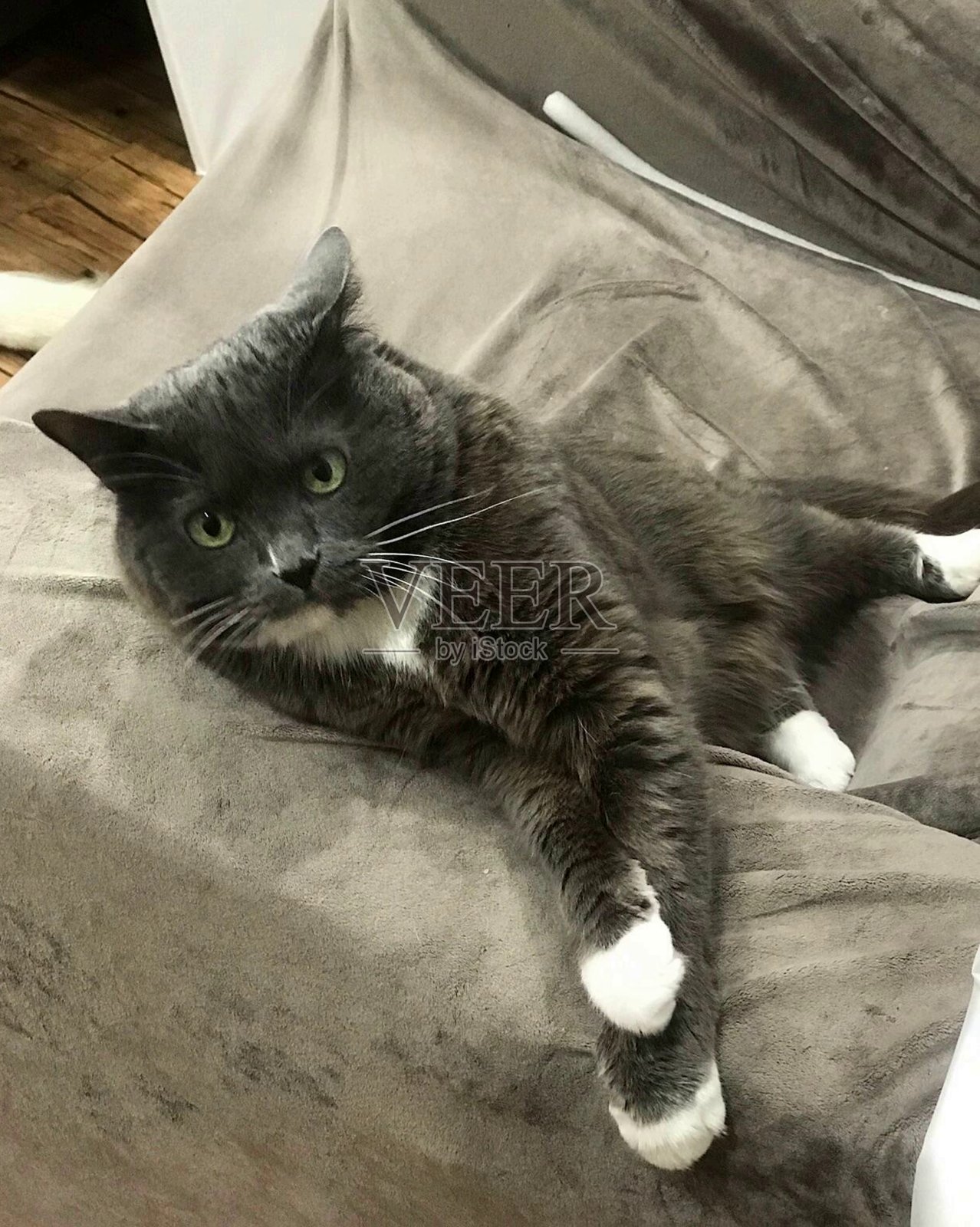 一只心满意足的猫躺在沙发上照片摄影图片