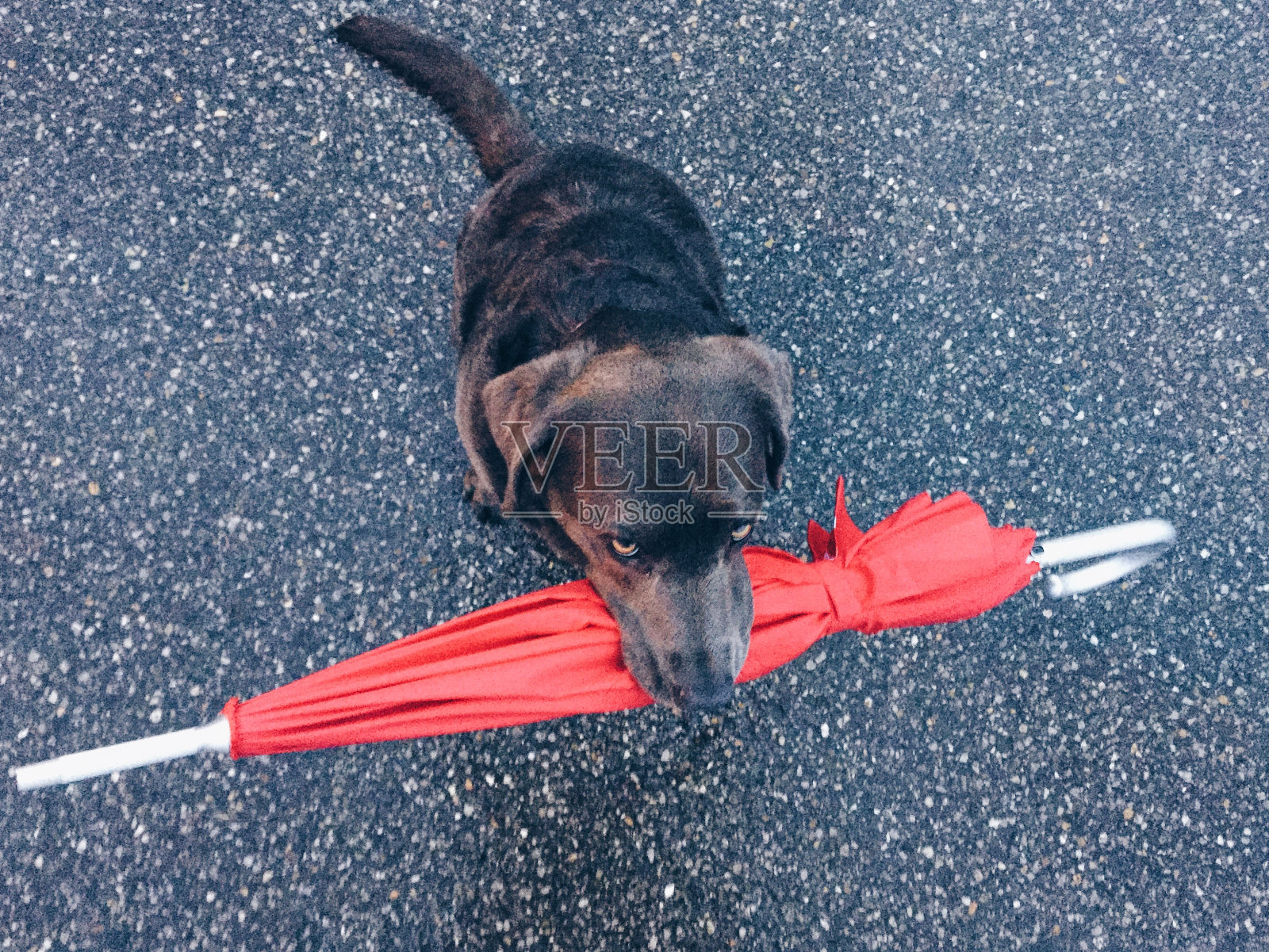 狗在街上叼着红伞的高角度照片照片摄影图片