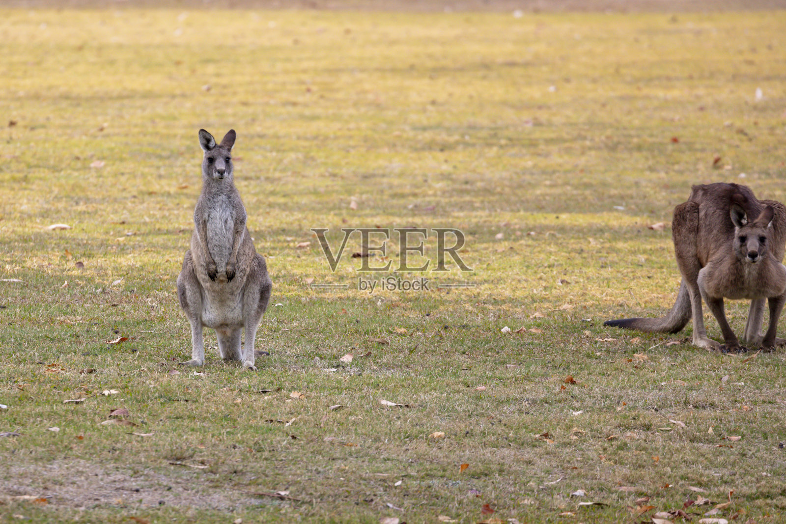 澳大利亚袋鼠在雪山的草地上休息照片摄影图片
