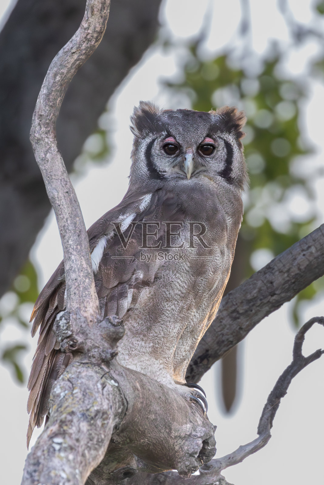 维罗的鹰鸮(Ketupa lactea)照片摄影图片