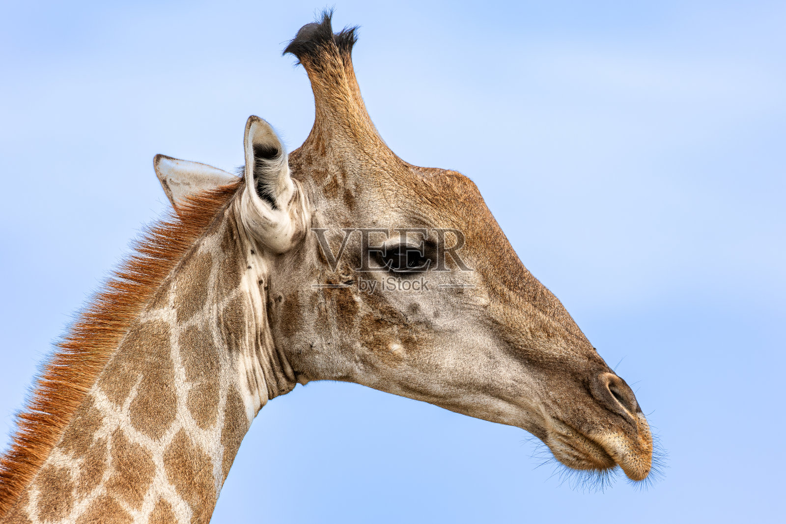 长颈鹿的肖像照片摄影图片