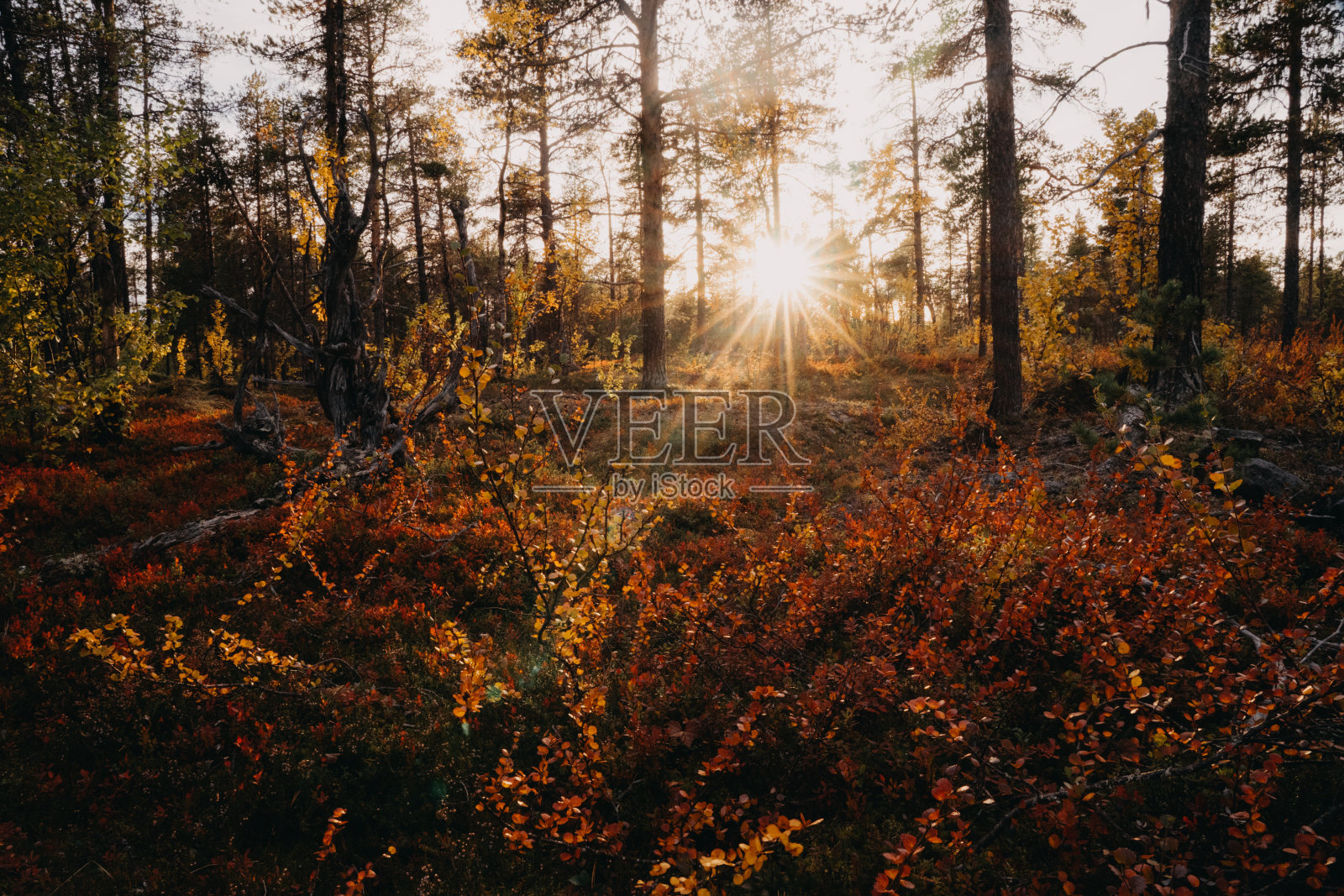 阳光穿过森林里的树木照片摄影图片
