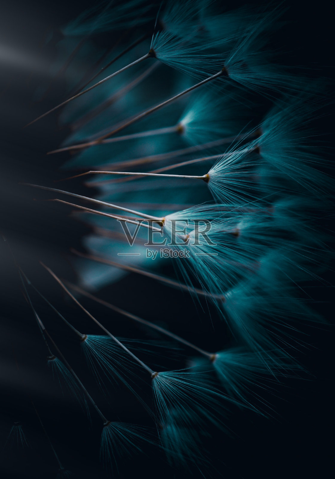 蒲公英的全画幅镜头照片摄影图片