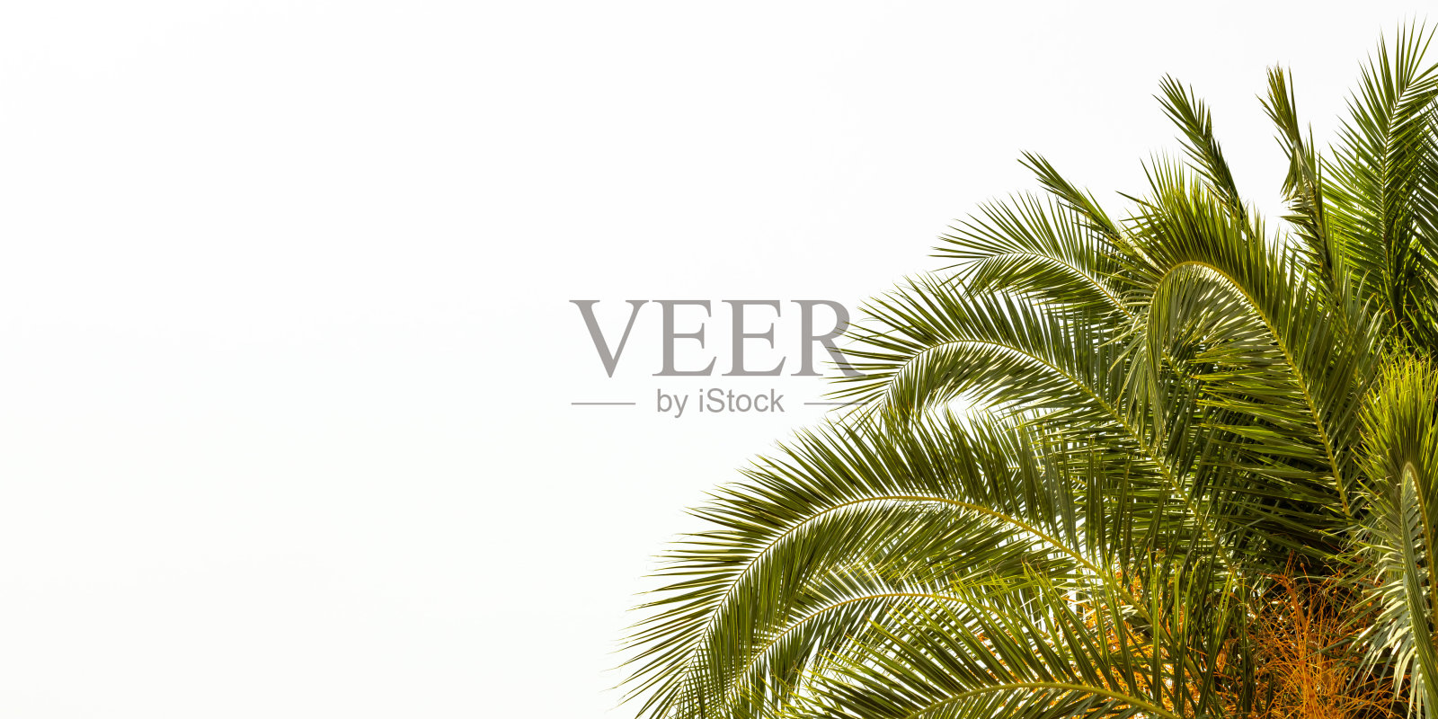 白色背景上的棕榈树照片摄影图片