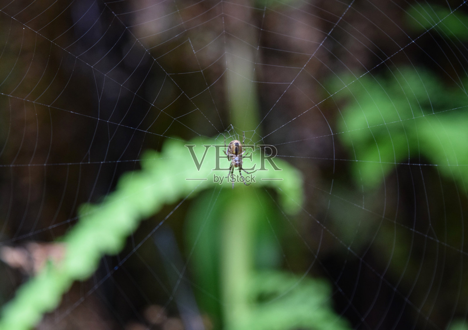蜘蛛在网上的特写照片摄影图片