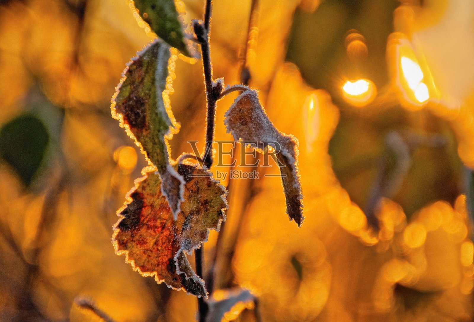 树上的雪特写照片摄影图片