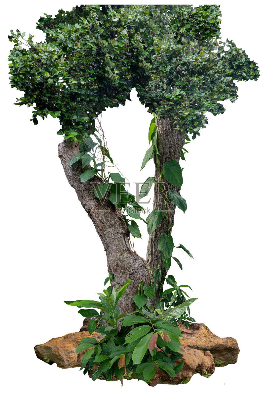 这棵树的树干像藤蔓一样扭曲。在树根处，有几块装饰精美的石头分开。照片摄影图片