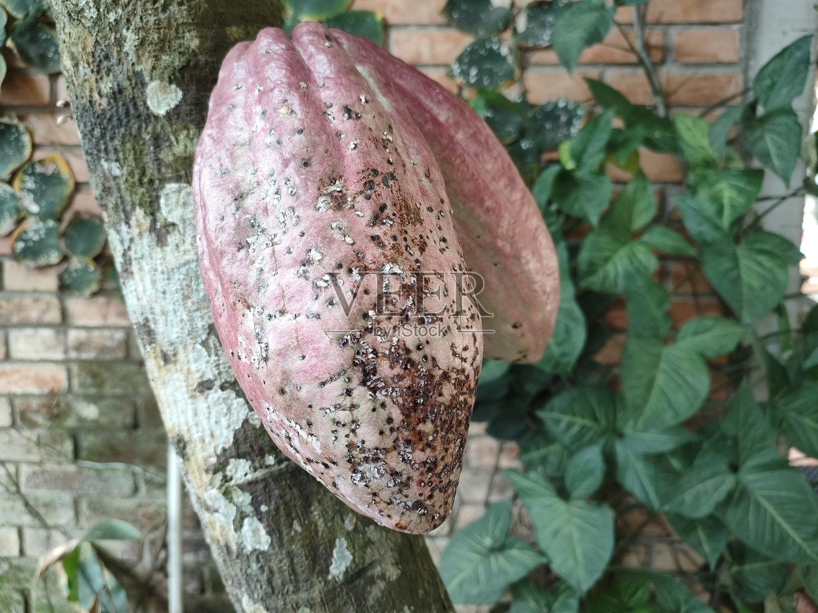 可可果实种植在树上照片摄影图片