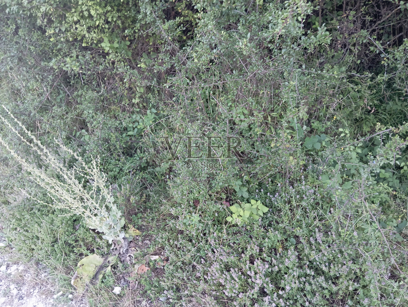 自然照片摄影图片