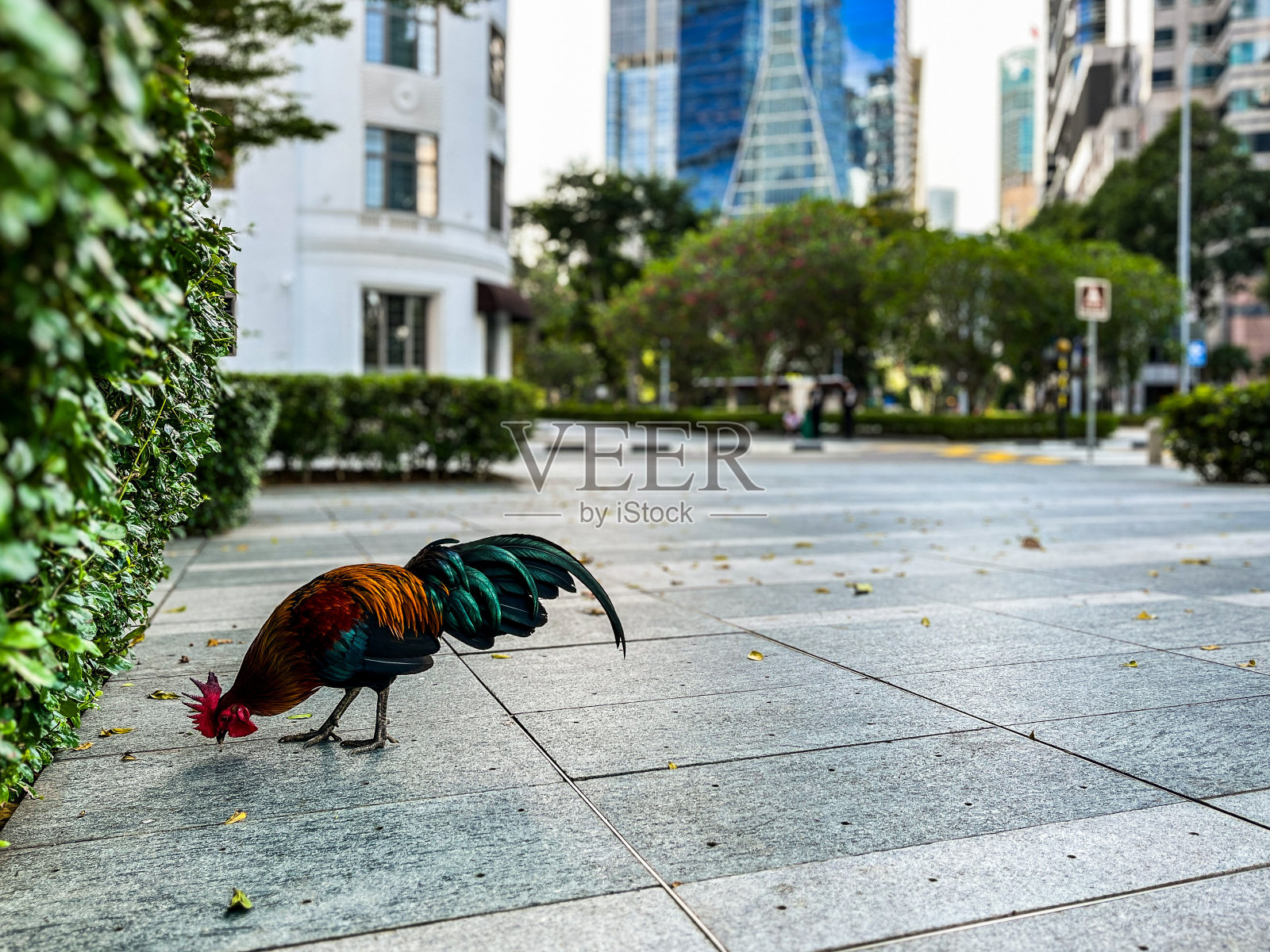现代城市中心的公鸡照片摄影图片