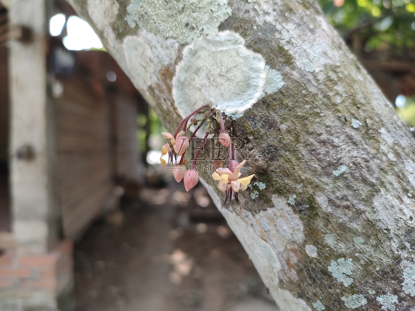可可花-巧克力植物照片摄影图片