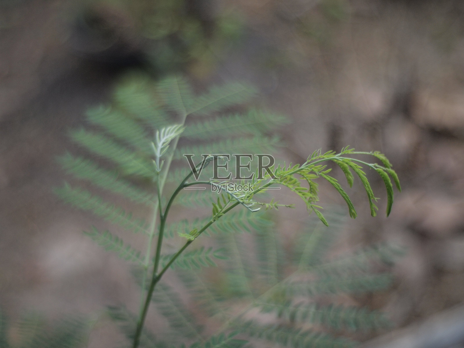 亚洲自然照片摄影图片