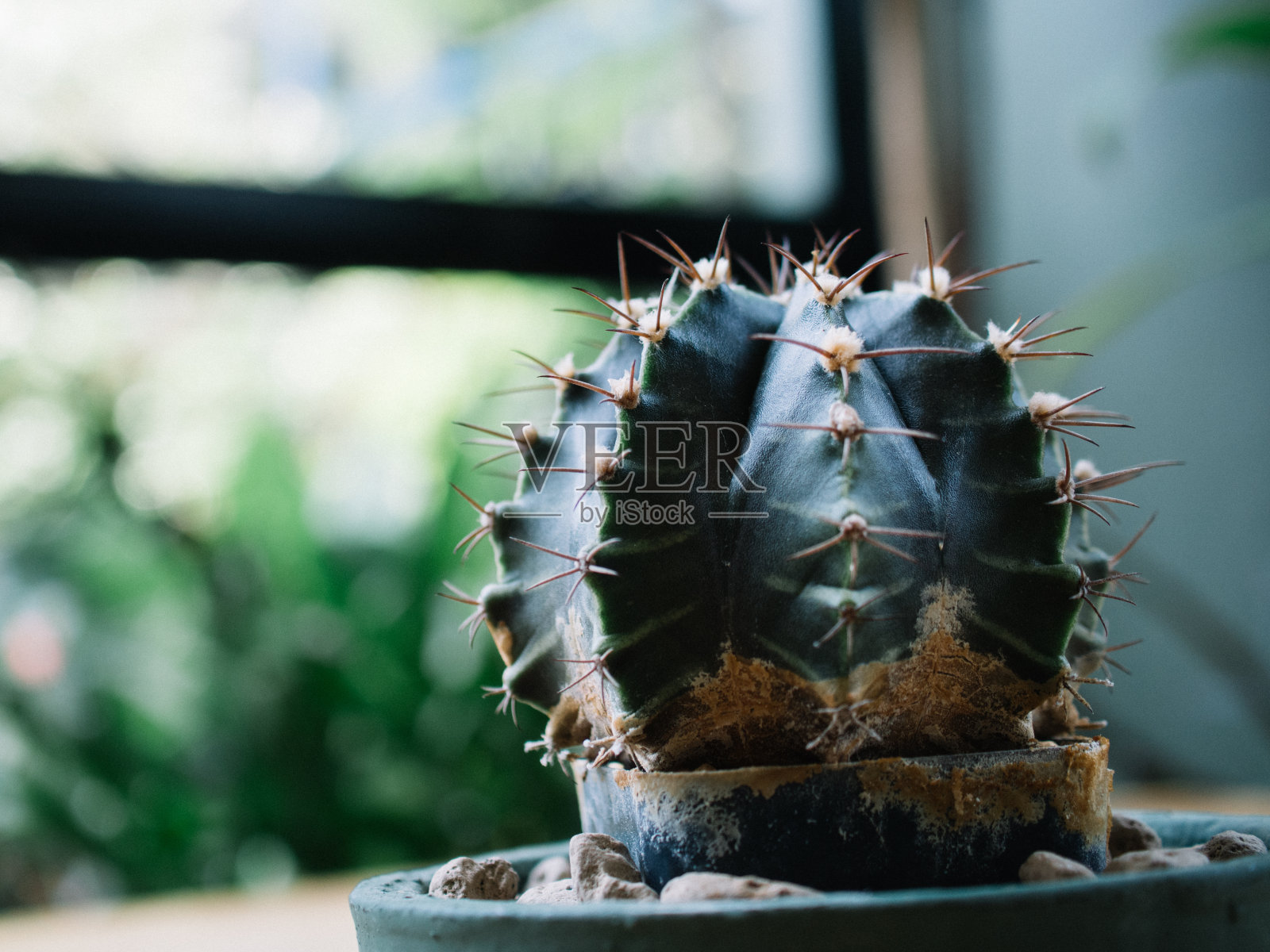 仙人掌照片摄影图片