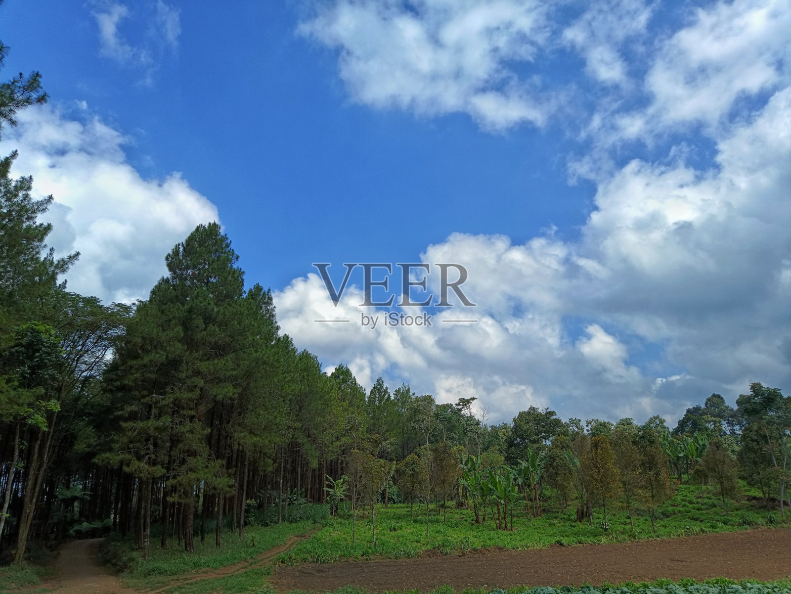 一条小路上的松树林美景照片摄影图片